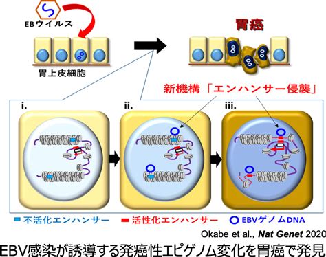 世界初のアプローチによる慢性活動性EBウイルス感染症のメカニズム解明｜千葉大みらい医療基金