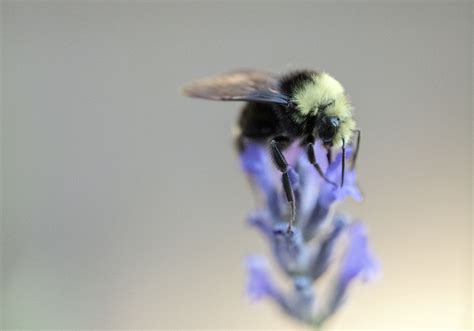 Lazy Bee | Smithsonian Photo Contest | Smithsonian Magazine