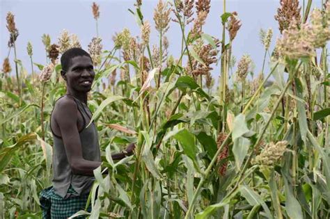 How To Grow Sorghum Guide FarmKenya Initiative