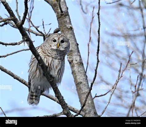 Wise Owl Hi Res Stock Photography And Images Alamy