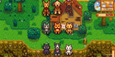 How To Get Multiple Pets In Stardew Valley