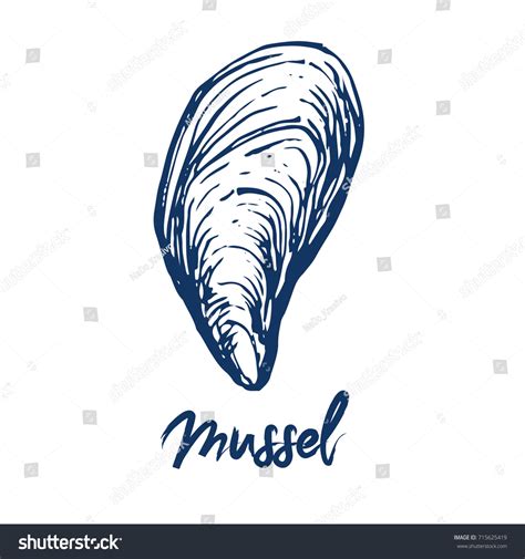 Sea Shell Mussel Hand Ink Drawn Stock Vector Royalty Free 715625419