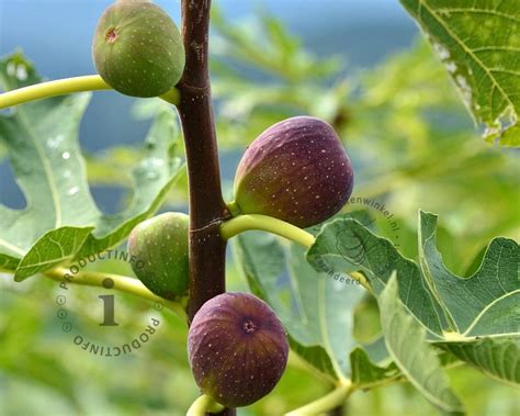 Ficus Carica Brown Turkey Kopen Vijg