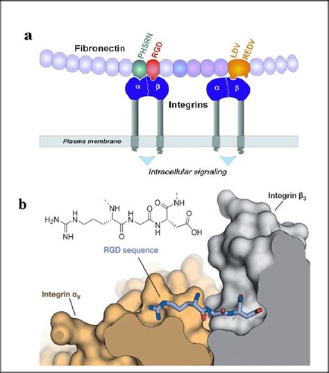 Rgd Integrin Interaction A Fibronectin Bound To The And Subunit Of