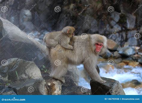 Japanese Snow Monkey with Baby Stock Photo - Image of nature, japanese ...