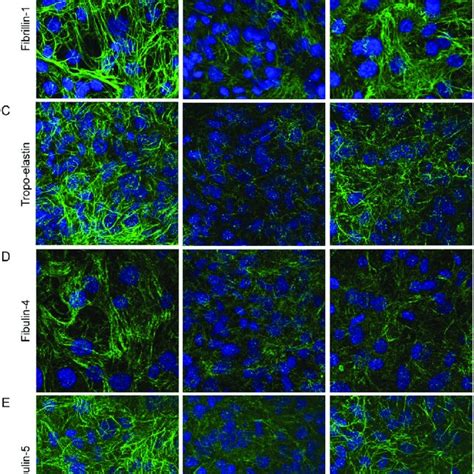 Immunofluorescence Staining For Fibronectin A Fibulin B