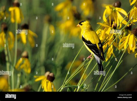 American Goldfinch Carduelis Tristis Male On Gray Headed Coneflowers