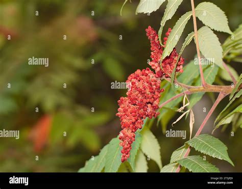 Autumn Fruit Of Staghorn Sumac Rhus Typhina In The Chippewa National