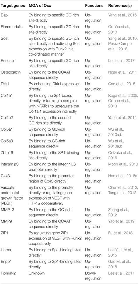 Frontiers Recent Advances Of Osterix Transcription Factor In