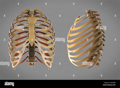 Rib Cage Anatomy Side View Normal Rib Cage Anatomy Anatomical