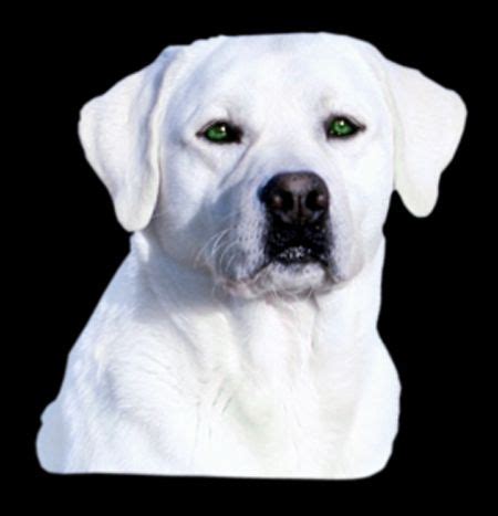 12 English lab ideas | white labrador, lab puppies, labrador retriever puppies