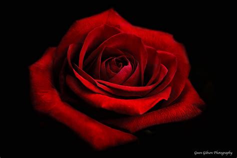 Dark Red Rose Photo Red Rose Photograph Rose Fine Art Print Deep Red