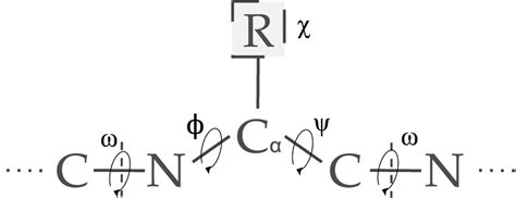 Schematic Representation Of A Model Peptide N Is Nitrogen C And Cα Download Scientific