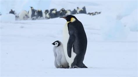 emperor penguins snow hill antarctica 2018 Stock Footage Video (100% ...