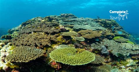 Orange Bay Eiland Snorkelen Excursie Vanuit El Gouna