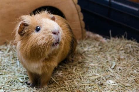 11 Diy Guinea Pig Bed Plans You Can Build Today With Pictures Hepper