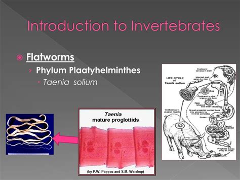 Ppt Introduction To Invertebrates Powerpoint Presentation Free Download Id 2032422