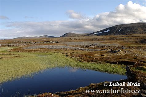Tundra Bilder, Tundra Fotos | NaturFoto