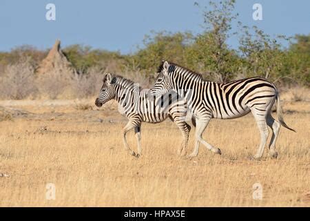 Young Burchell zebra foal walking Stock Photo - Alamy