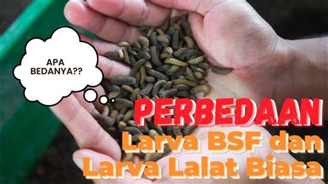 Cara Membedakan Lalat Bsf Dan Lalat Hijau Youtube