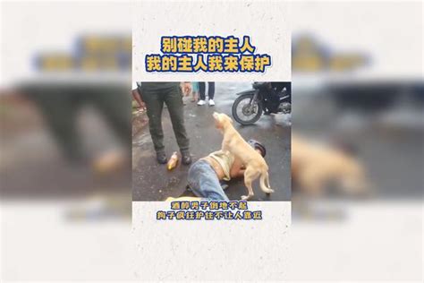 主人养我一时，我会用一生来守护报答你！守护一生主人