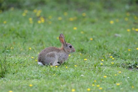 European Rabbit Photos Stock Photos, Pictures & Royalty-Free Images ...