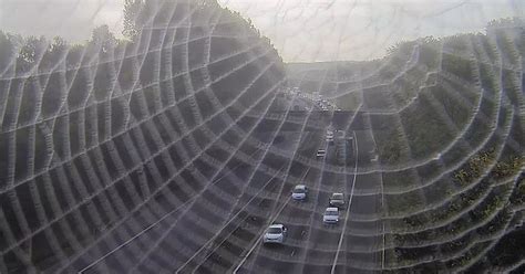 Cars Caught In Giant Spiders Web On Motorway As Highways Officials