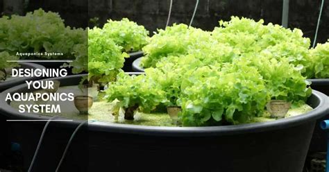 Aquaponics Fish Tank Design Basic Plans Growing Conditions And Media