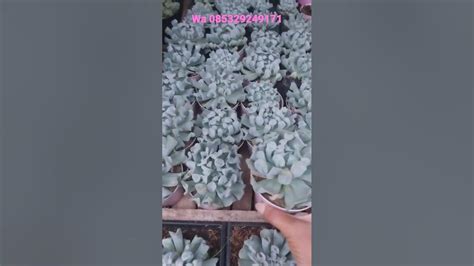 Sukulen Topsi turvi. #succulent #sukulen #kaktussukulen #tanamanhias # ...
