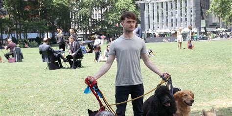 Animal Magic Daniel Radcliffe Takes Ambitious Approach To Dog Walking