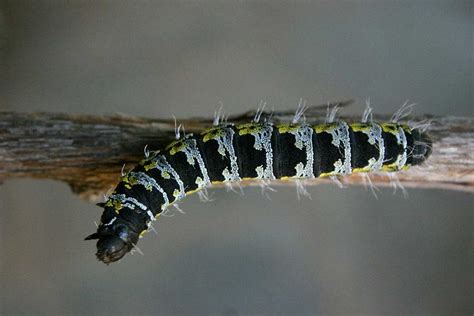 A simple guide to eating insects