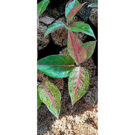 Jual Aglaonema Big Roy Shopee Indonesia