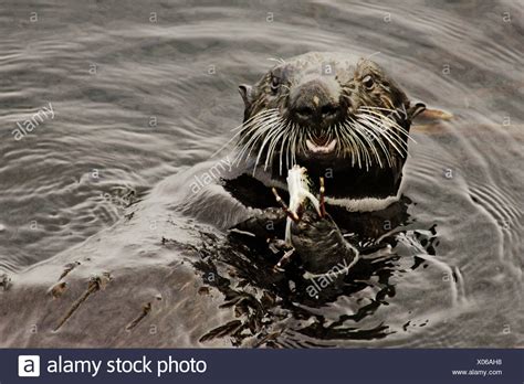 Sea Otter Eating Crab