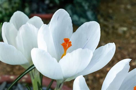 Crocus Bulbs: Varieties, How to Propagate, and Care Guide