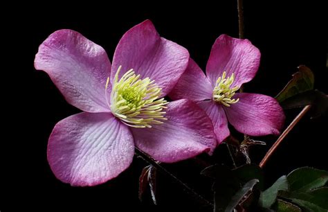 How To Grow & Care For Clematis - PlantPropagation.org