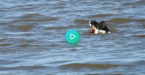 Birding In New Jersey 03 08 24 Snow Geese Northern Gannet S Common Loons Surf Scoter Gadwall