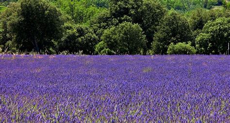 France Provence Lavendelfelder Bei Sault Green And Blu Flickr