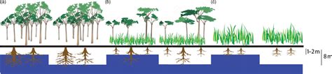 Diagram showing that forest (a) root depth can reach until the ...