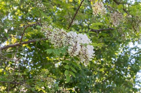 Flor colgante de un árbol de acacia negra robinia pseudoacacia