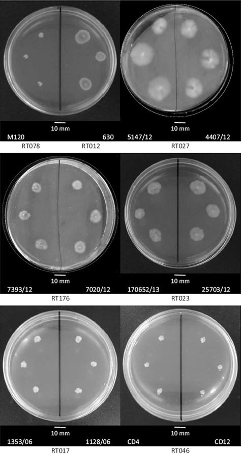 Comparative Motility Assays For C Difficile Strains Belonging To