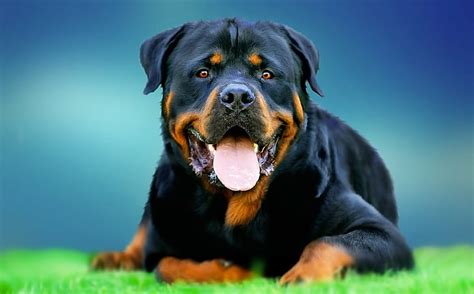 Rottweiler Dog Hd Images Free - Infoupdate.org