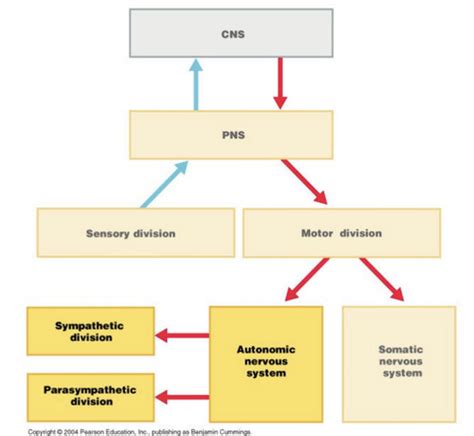 Autonomic Nervous System Flashcards Quizlet