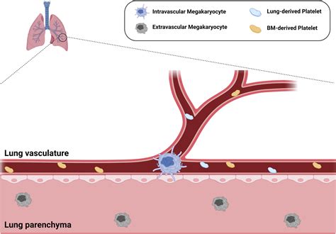 Megakaryocytes In The Lung History And Future Perspectives Research