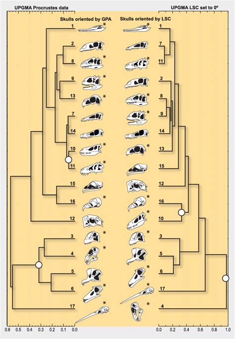 Separate Columns Illustrate The Different Skull Postures Obtained Using