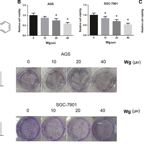 Wg Inhibits Gc Cell Viability A Chemical Structure Of Wg B Download Scientific Diagram