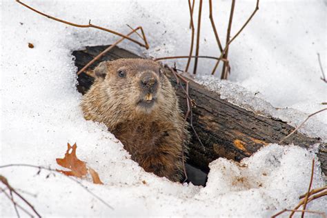 The History Of Groundhog Day From Pagan Rituals To Rom Coms