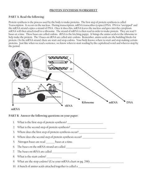 Protein Synthesis Worksheet