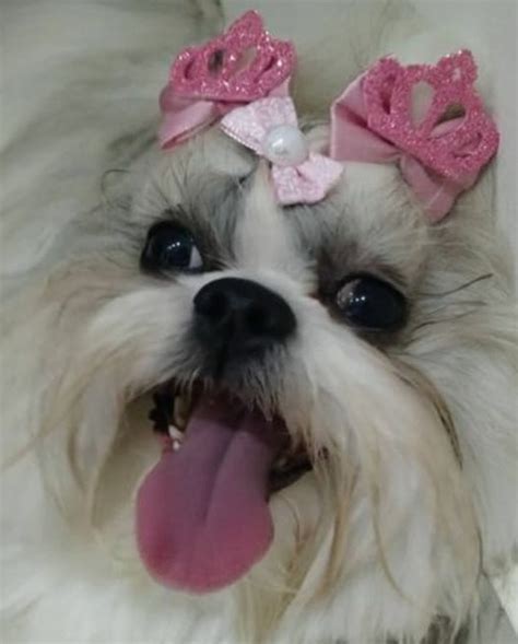 Mulher Registra Queixa Contra Pet Shop Por Morte De Sua Shih Tzu