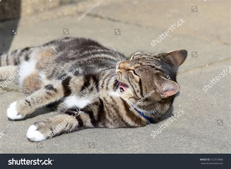 Tabby Cat Rolling Over Yawning On Stock Photo 312373880 Shutterstock