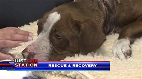 Abused Dog Recovering At Davie Clinic After Rescue Wsvn 7news Miami